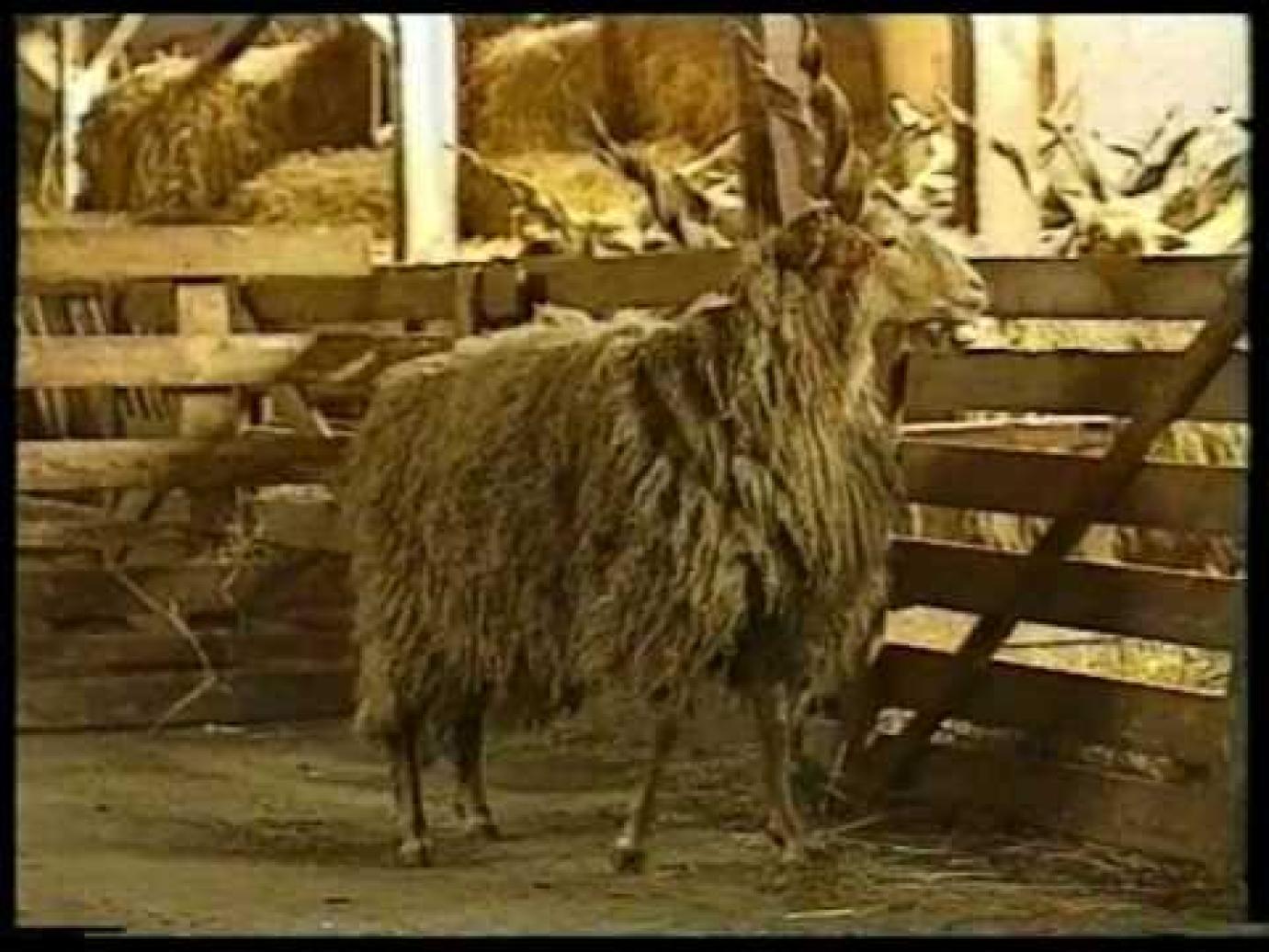 Hortobágyi racka (fehér, fekete) juh